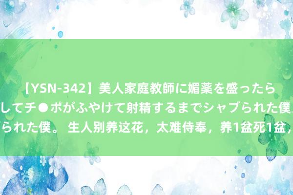 【YSN-342】美人家庭教師に媚薬を盛ったら、ドすけべぇ先生に豹変してチ●ポがふやけて射精するまでシャブられた僕。 生人别养这花，太难侍奉，养1盆死1盆，望望你家有吗？